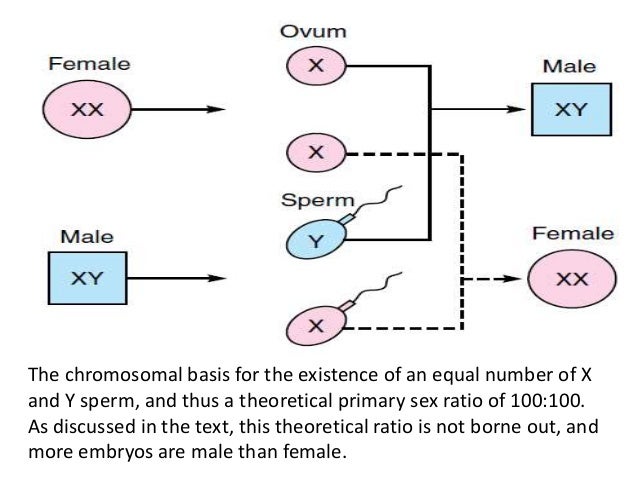 What determines the sex of a human pics 91